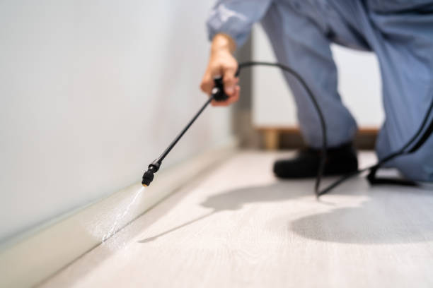 Professional exterminator conducting IPM assessment in Gordo